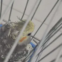 عروس هلندی|پرنده|صحنه, |دیوار