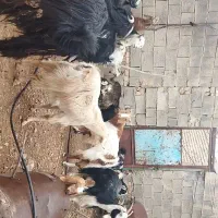 بزکهر دارجوان