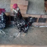 خروس گلین چهل تاچ