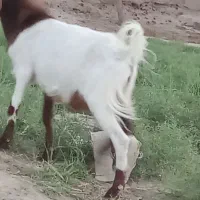 بز نر