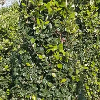 فروش یاس هلندی 2 متری|گل و گیاه طبیعی|رامسر, |دیوار