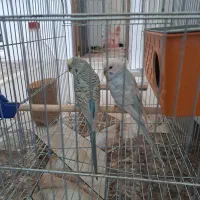 ی جفت مرغ عشق بالغ با قفس