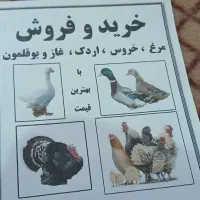 مرغ وخروس غاز واردک
