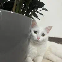 واگذاری گربه ماده