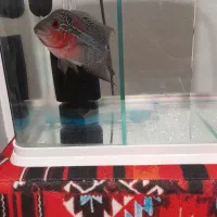 ماهی فلاور ماده|ماهی|شاهینشهر, شهرک گلدیس|دیوار