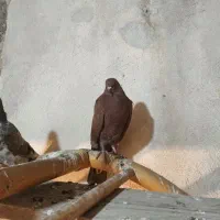 کبوتر رفتنی جوجه حبش|پرنده|ارومیه, |دیوار