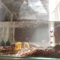 آکواریوم با پمپ اکسیژن و ۷تا ماهی مفت|ماهی|کرمان, |دیوار