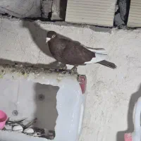 قارا سرخ نر|پرنده|اسفرورین, |دیوار