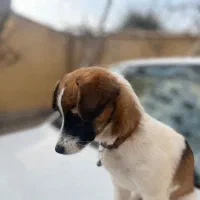 واگذاری توله ۳ ماهه ماده|سگ|شاهینشهر, پاسداران|دیوار