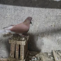 اوچان نر|پرنده|اردبیل, |دیوار