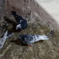 صید چند روز اخیر|پرنده|بجنورد, |دیوار