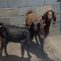 یه جفت بز ماده اسرائیلی