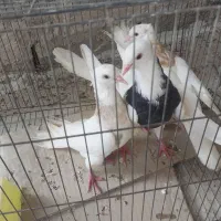 کبوتر رنگی|پرنده|رامشیر, |دیوار