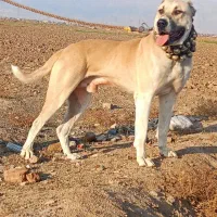 این حیوان دیشب گمشده پلیس راه نیشابور