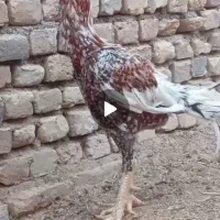 خروس لاری ابرش