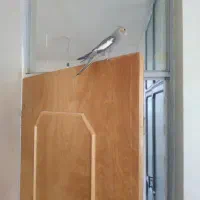 جوجه عروس سرلاکی