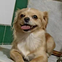 سگ پامر.شیواوا میکس