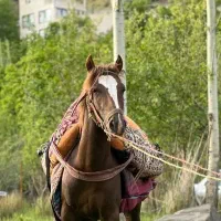 نریال چهار به پنج