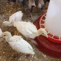 جوجه بوقلمون بیوتی و برنز|حیوانات مزرعه|بهبهان, |دیوار