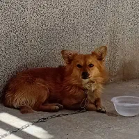 سگ پامر بافق