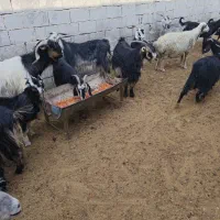 فروش بزترکی نازدار|حیوانات مزرعه|ارسنجان, |دیوار