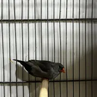 فنچ زبرا شارکول و لپ سیاه کاکلی|پرنده|شیراز, امام حسین|دیوار
