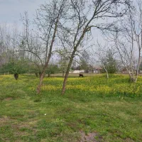 زمین باغی