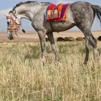 اسب|اسب و تجهیزات اسبسواری|مهربان, |دیوار