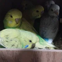 جوجه تازه دون خوروسرلاکی