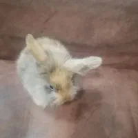 خرگوش لوپ|موش و خرگوش|نجفآباد, شهدای غربی|دیوار