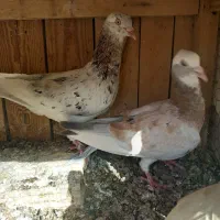 کبوتر تزیینی|پرنده|قم, الوندیه و گذر صادق|دیوار