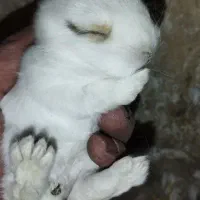 خرگوش لپ هلندی