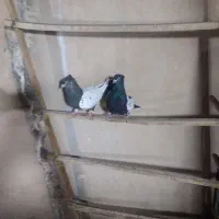 کفتر رنگی|پرنده|قم, گلزار|دیوار