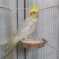 فروش دو تا عروس هلندی لوتینو