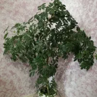 فروش گل