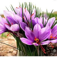 فروش گل زعفران تازه