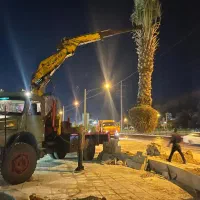 نخل فضا سبز و پاجوش انواع نخل مجول|خدمات باغبانی و درختکاری|شیراز, ارم|دیوار
