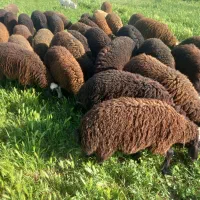 تعداد۴۰تا بره نر شیری چاق