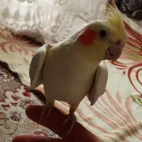 عروس هلندی|پرنده|نجف‌آباد, یزدانشهر|دیوار