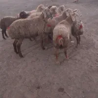 ۱۱ راس بره نر