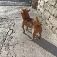 سگ خانگی ونگهبان کبوتر|سگ|ارومیه, |دیوار