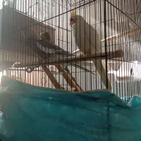 عروس هلندی مولد رو تخم|پرنده|حبیب آباد, |دیوار