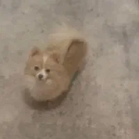 واگذاری سگ|سگ|تهران, قلهک|دیوار