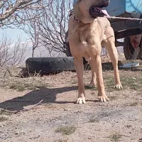 واگذاری سگ سرابی|سگ|فردوسیه, |دیوار