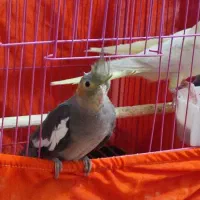 جوجه عروس هلندی سخنگو|پرنده|اهر, |دیوار