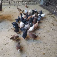 جوجه مرغ واکسن زده سرحال|حیوانات مزرعه|رشتخوار, |دیوار