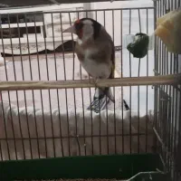 سهره|پرنده|مسجد سلیمان, |دیوار