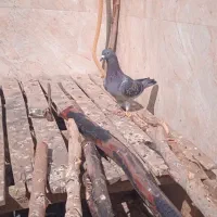 کبوتر|پرنده|مسجد سلیمان, |دیوار