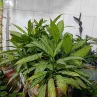 فروش گل های خانگی و آپارتمانی در انواع نمونه ها