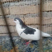 کفتر قشنگ مفت